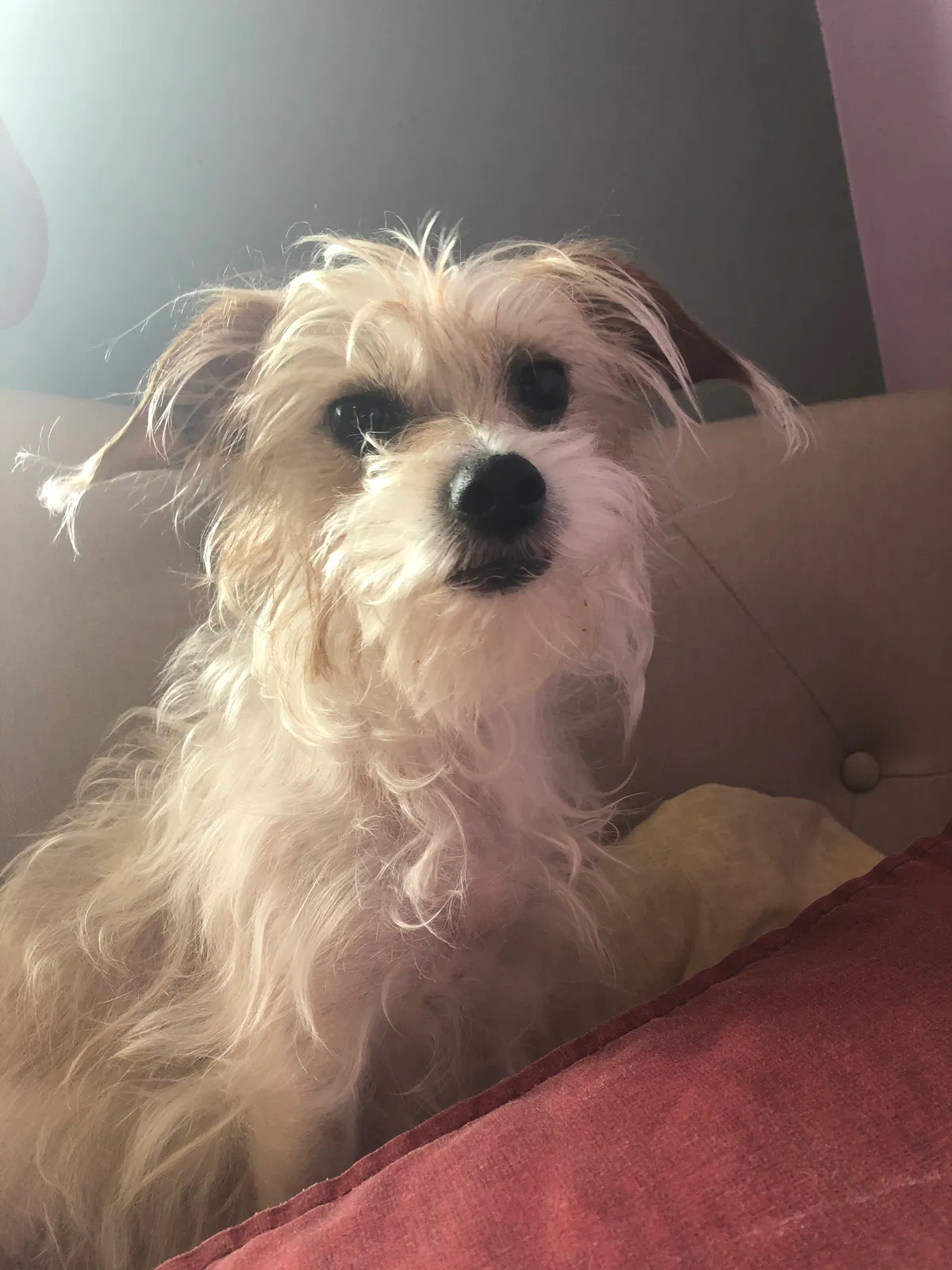 Lost dog in Santa Clara, CA, 95051