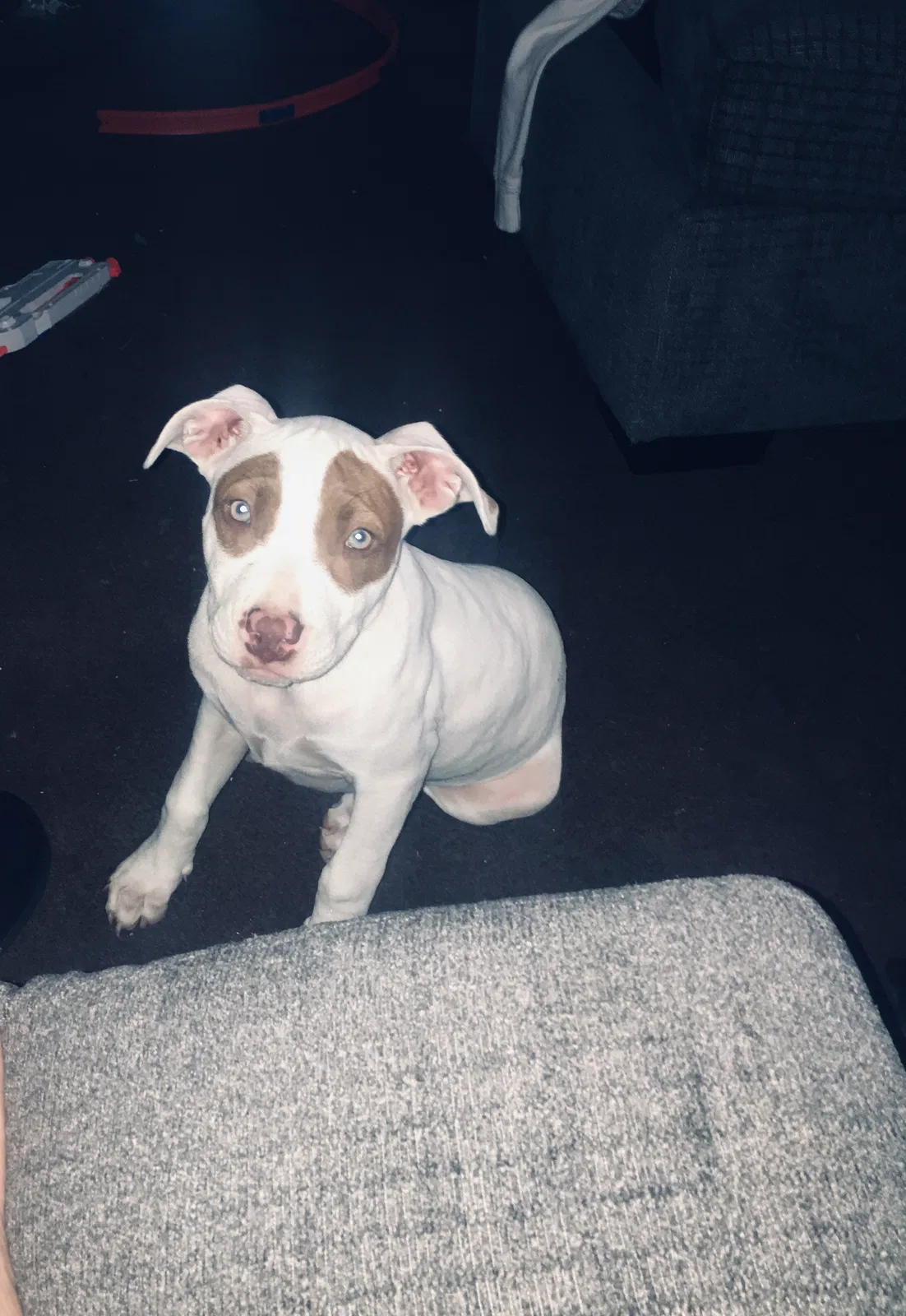 Lost dog in Huntington, WV, 25704