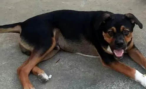 Lost dog in Rome, GA, 30165