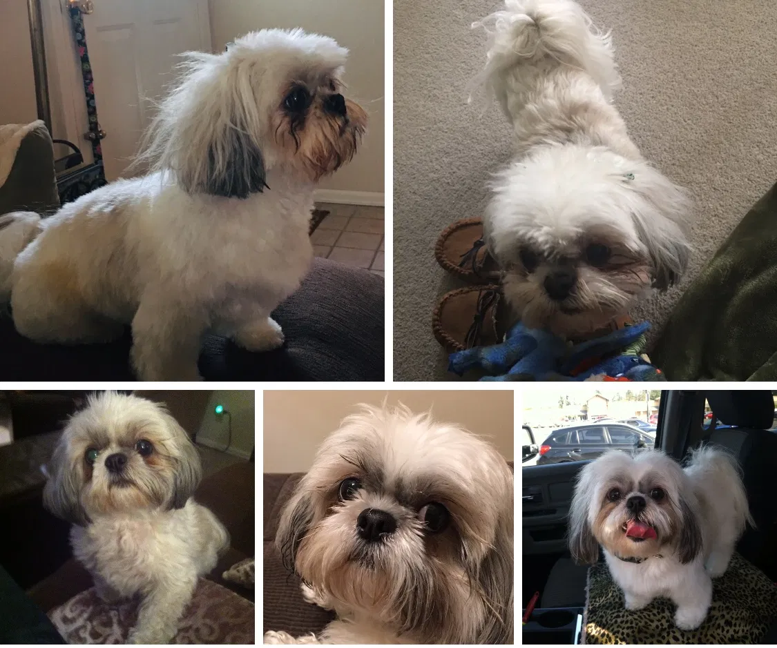 Lost dog in Tacoma, WA, 98446
