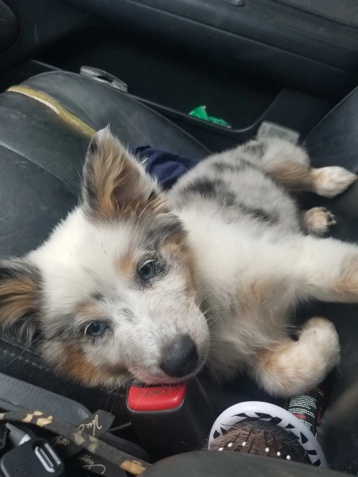 Lost dog in Hillsboro, TN, 37342