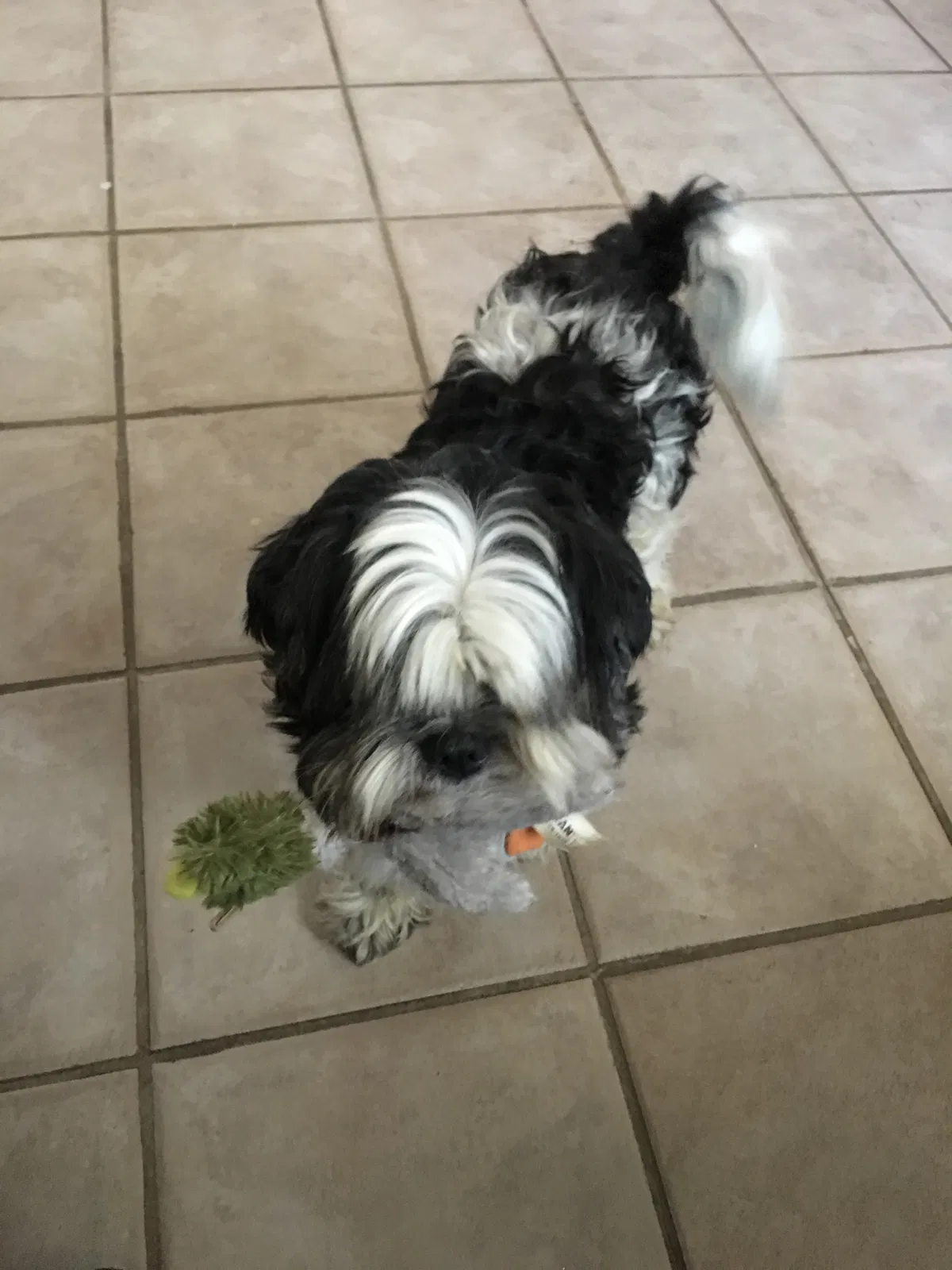 Lost dog in Allen, TX, 75002