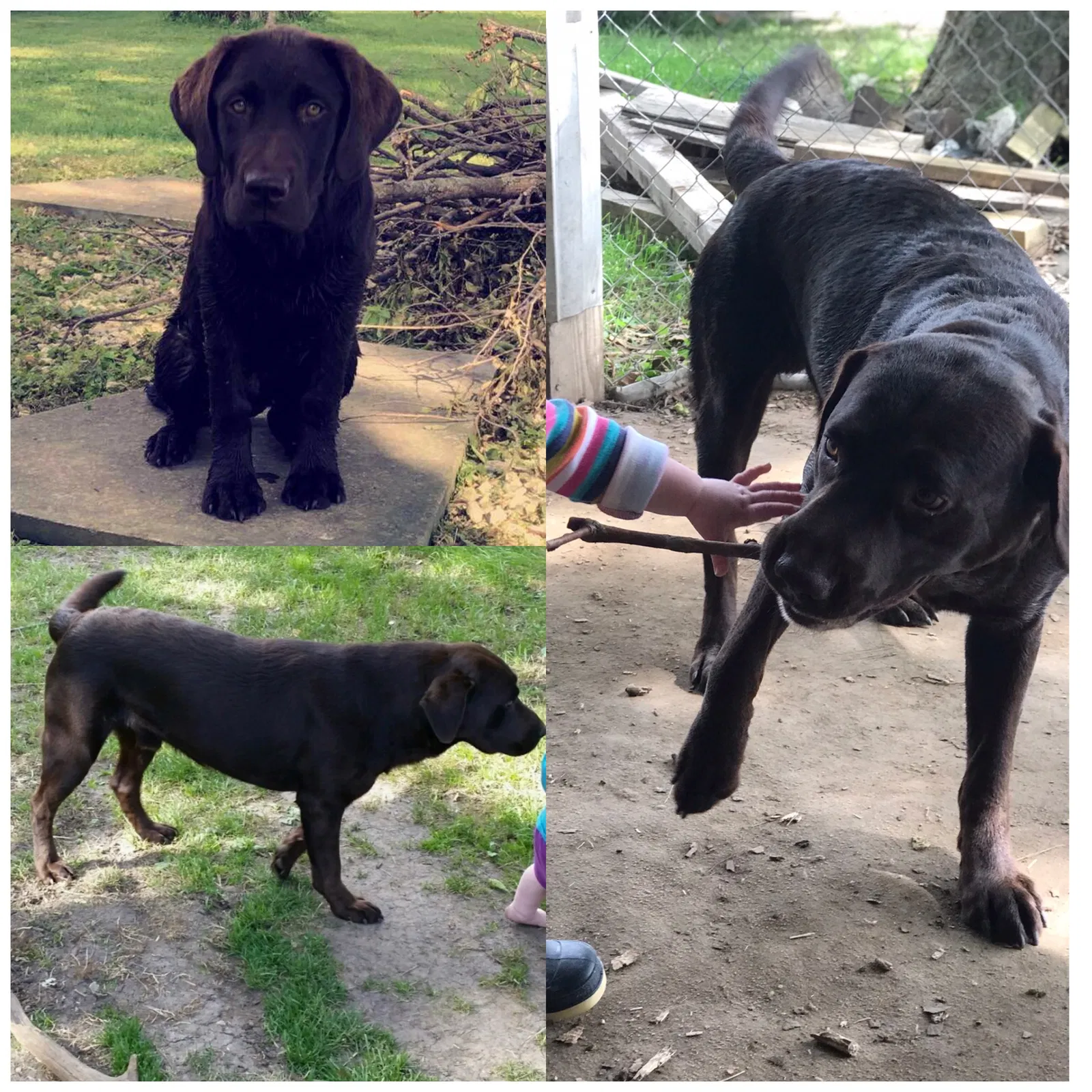 Lost dog in Central City, IA, 52214