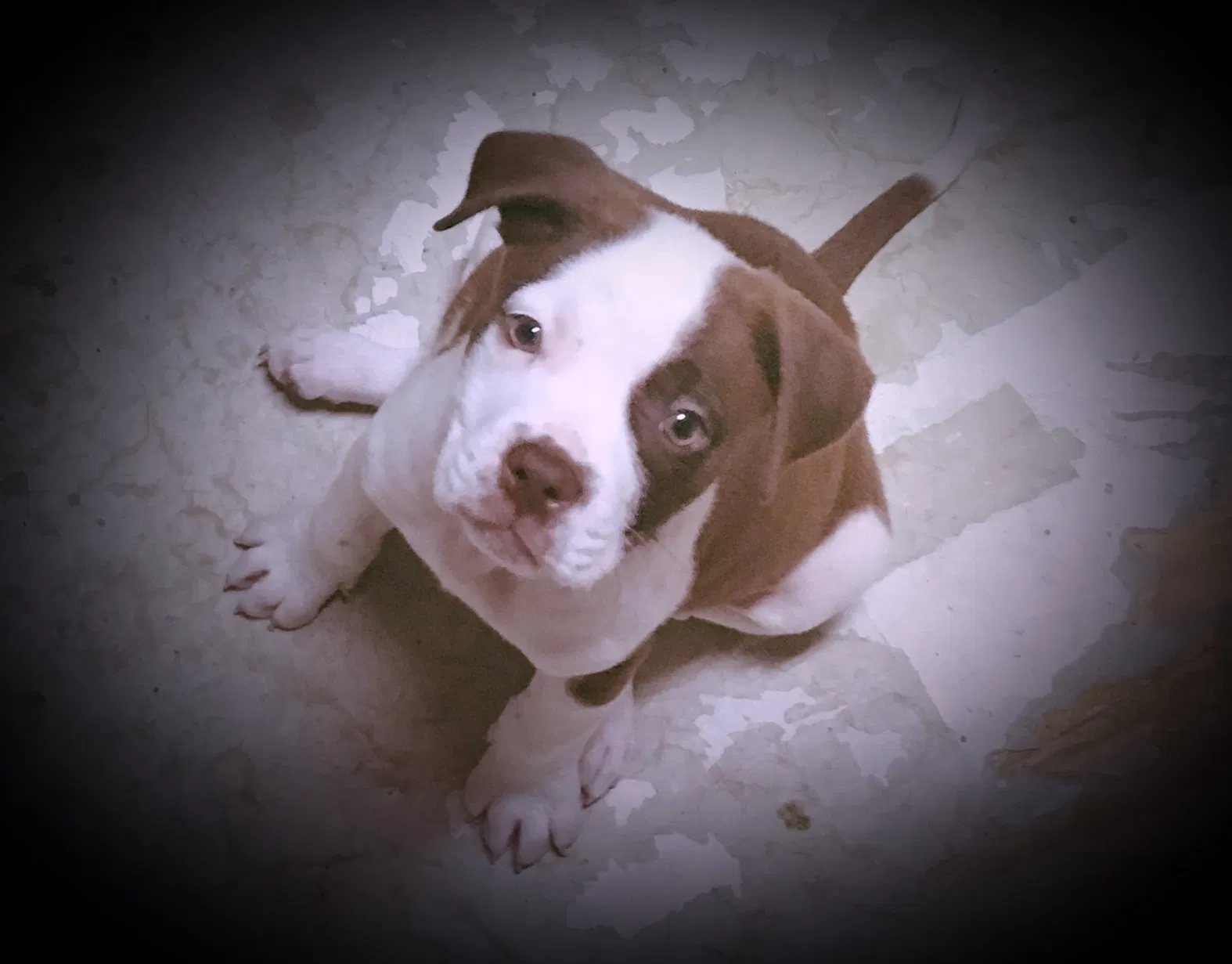 Lost dog in Cleveland, TN, 37311