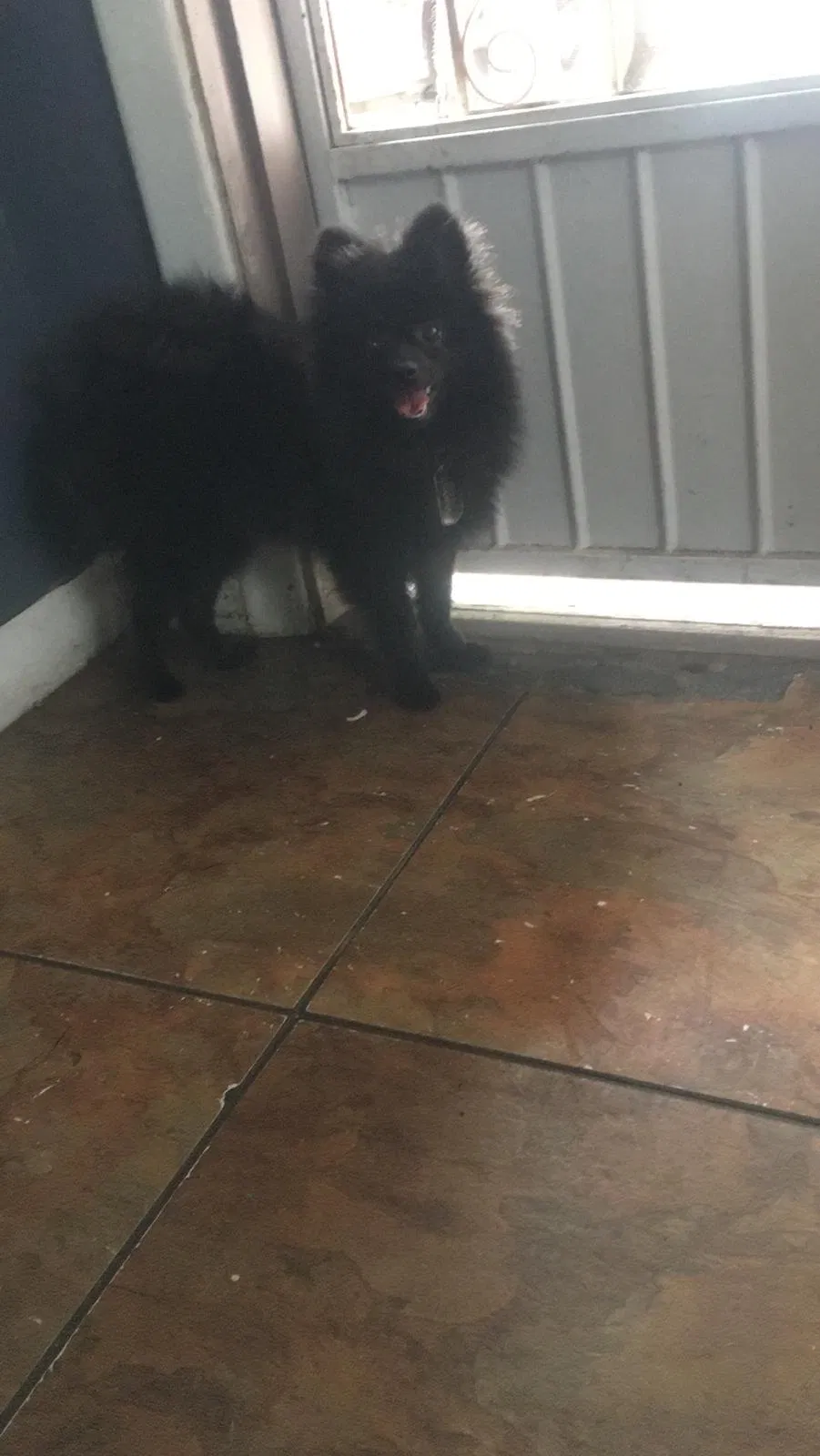 Lost dog in Odessa, TX, 79764