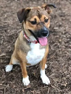 Lost dog in Mckinney, TX, 75069
