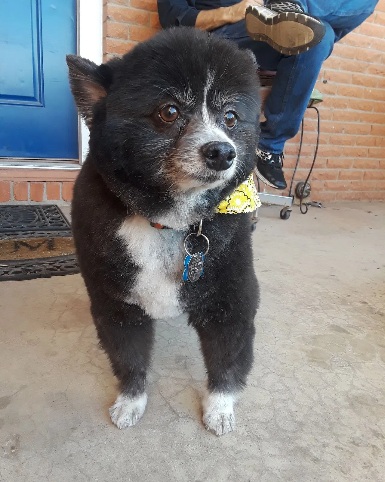 Lost dog in Odessa, TX, 79762