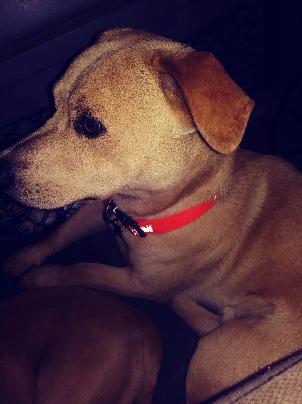 Lost dog in Chesnee, SC, 29323