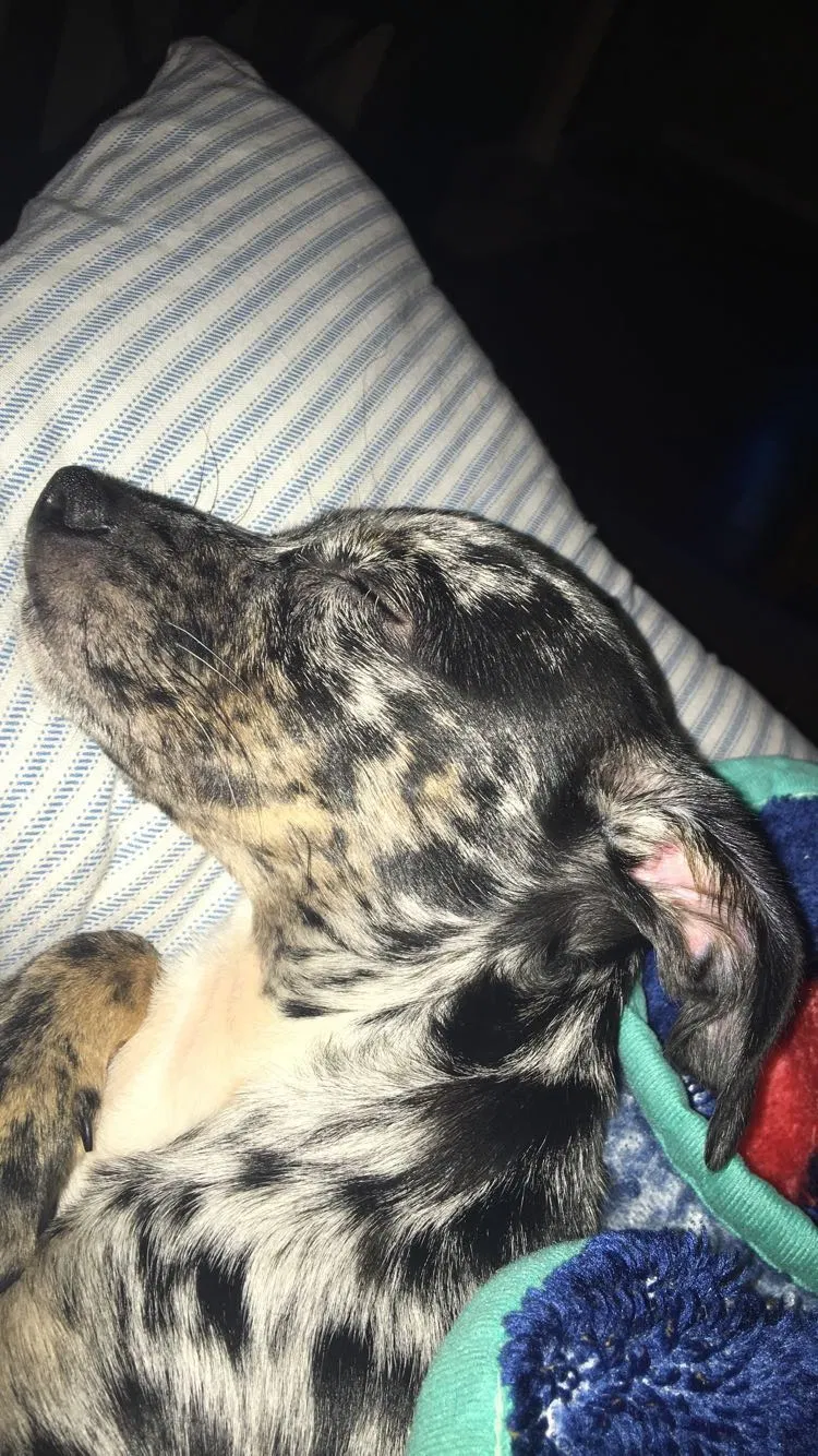 Lost dog in Indio, CA, 92201