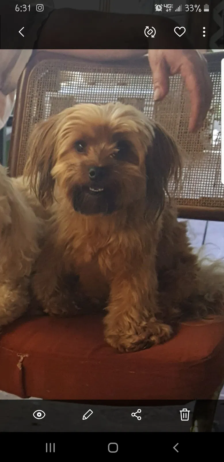 Lost dog in Cleveland, TX, 77327