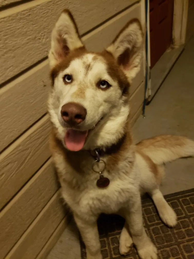 Lost dog in Gilbert, SC, 29054