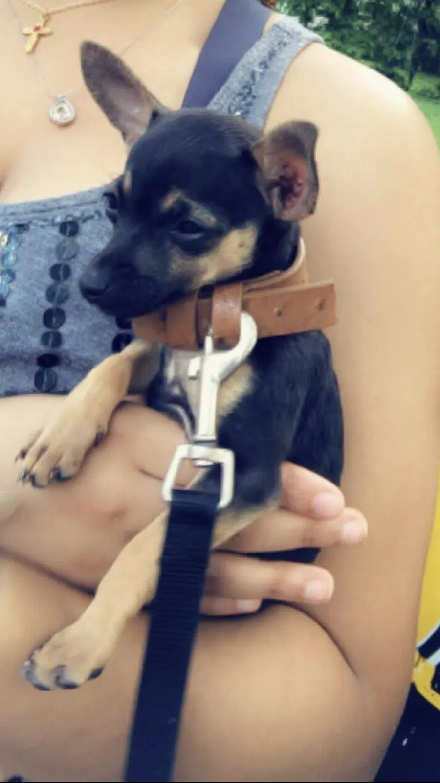 Lost dog in Cleveland, OH, 44110