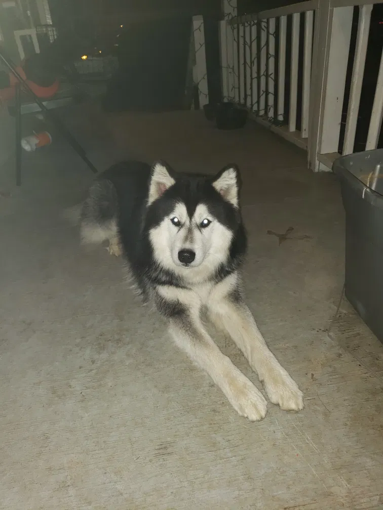 Lost dog in Gilbert, SC, 29054