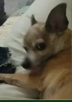 Lost dog in Mesa, AZ, 85202