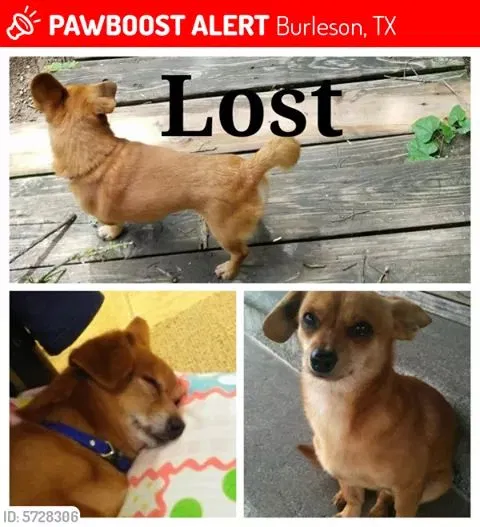 Lost dog in Burleson, TX, 76028