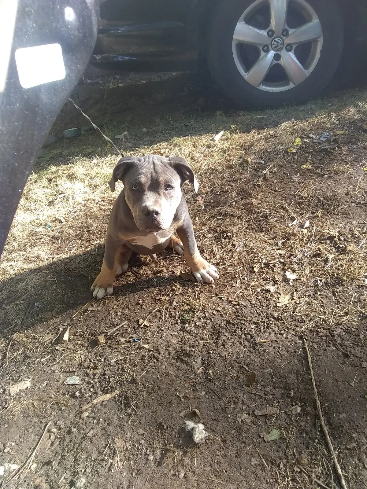 Lost dog in Syracuse, NY, 13210