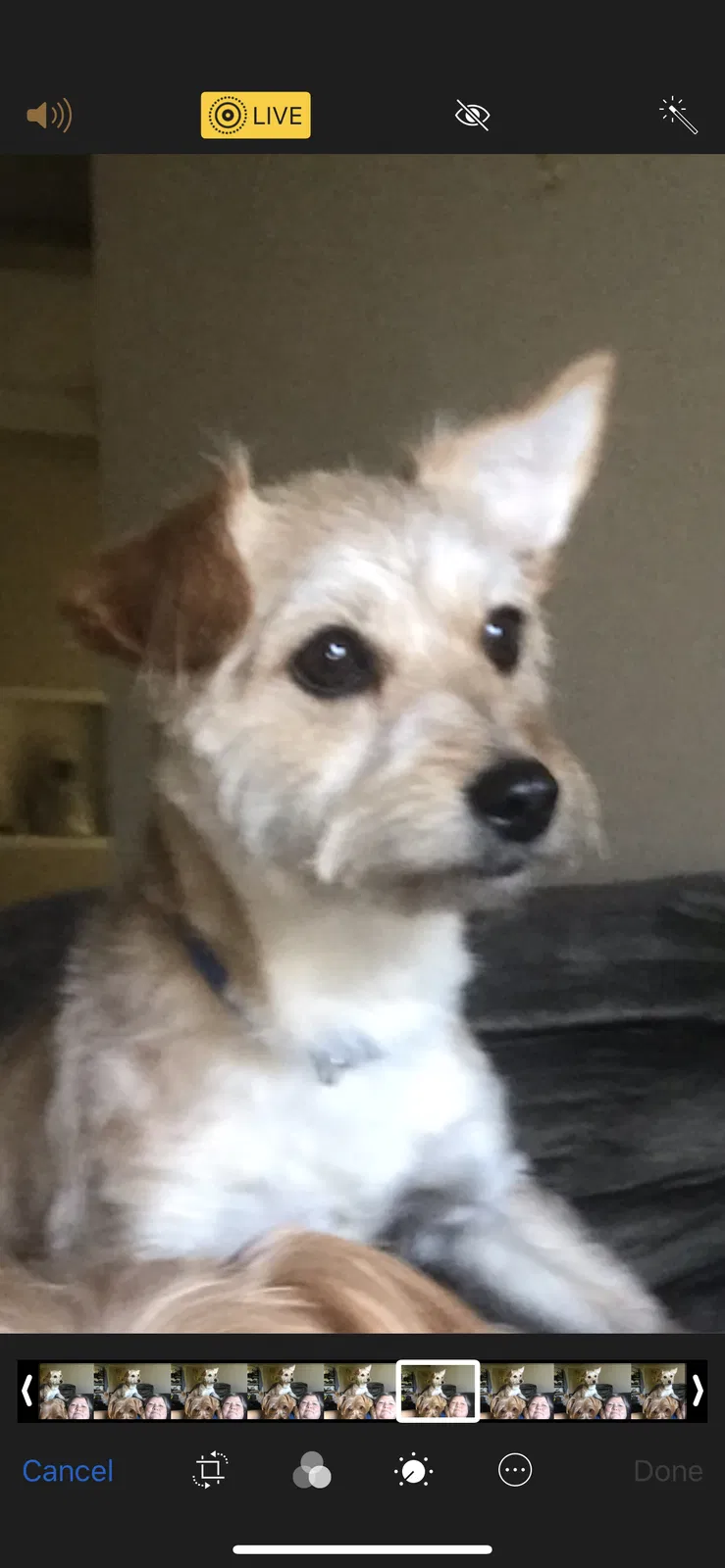 Lost dog in Whitsett, NC, 27377