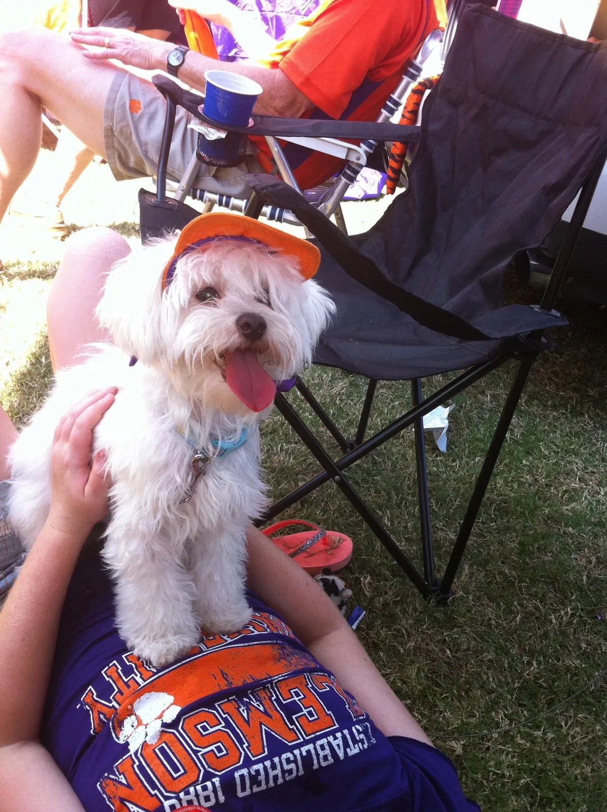 Lost dog in Woodstock, GA, 30188