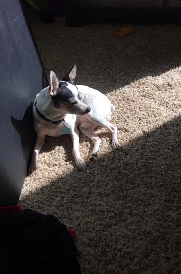 Lost dog in Truckee, CA, 96161