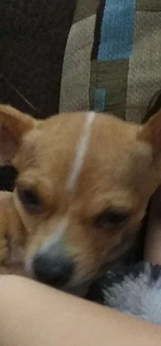 Lost dog in Buckeye, AZ, 85326