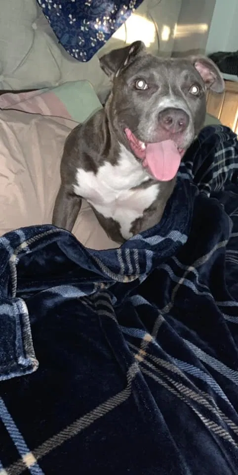 Lost dog in Ponca City, OK, 74601