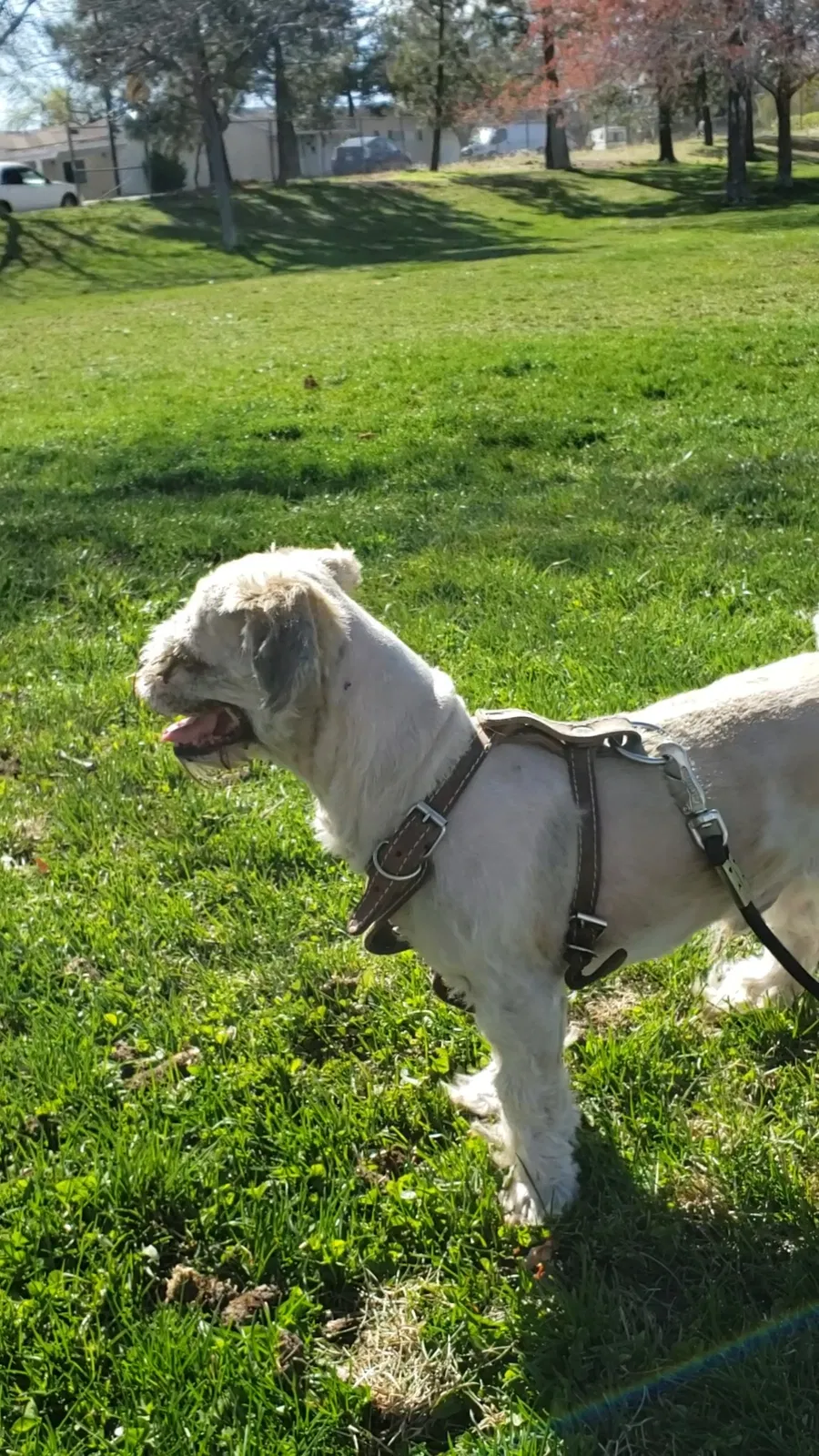 Lost dog in Reno, NV, 89503