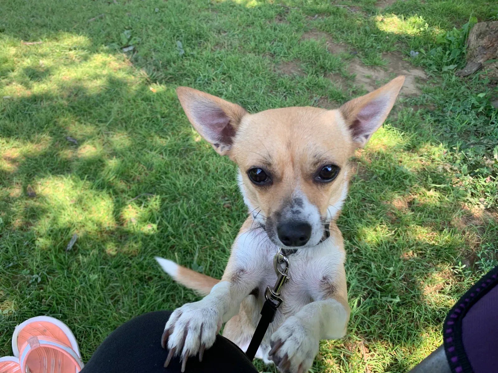 Lost dog in Hanover, PA, 17331