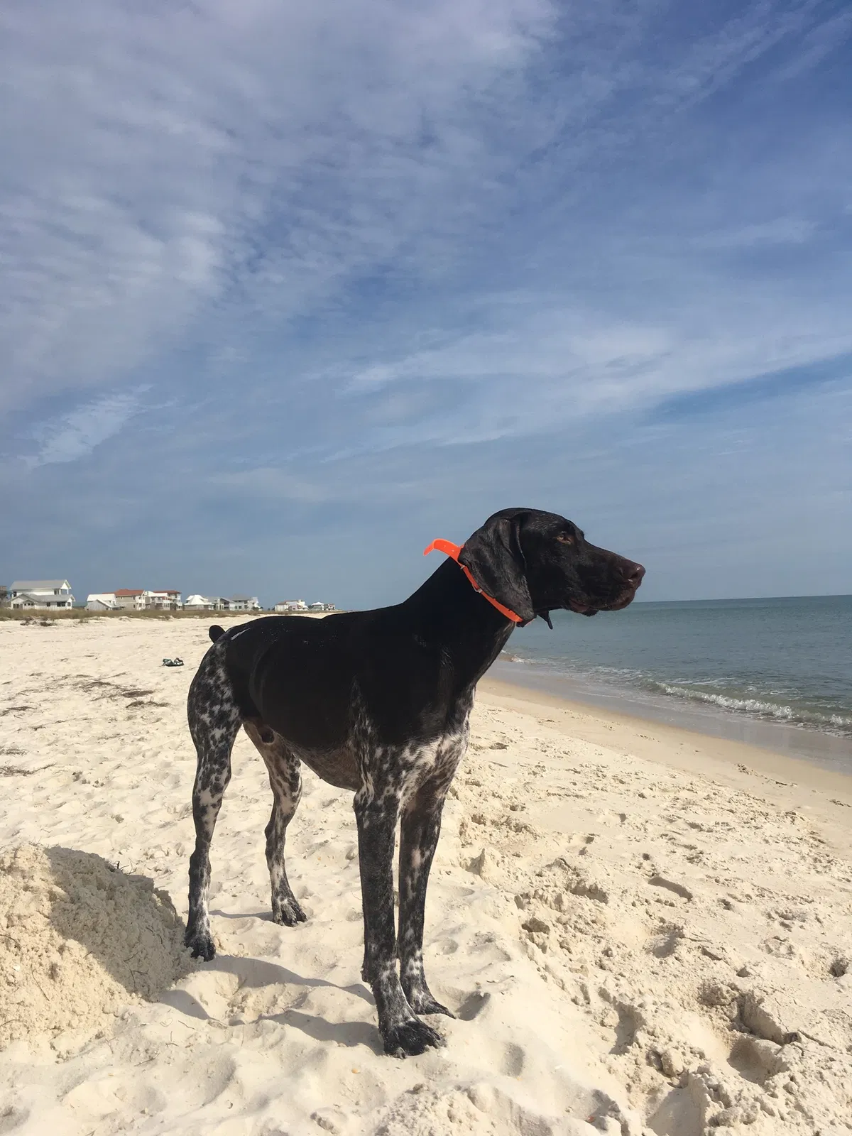 Lost dog in Chattanooga, TN, 37415