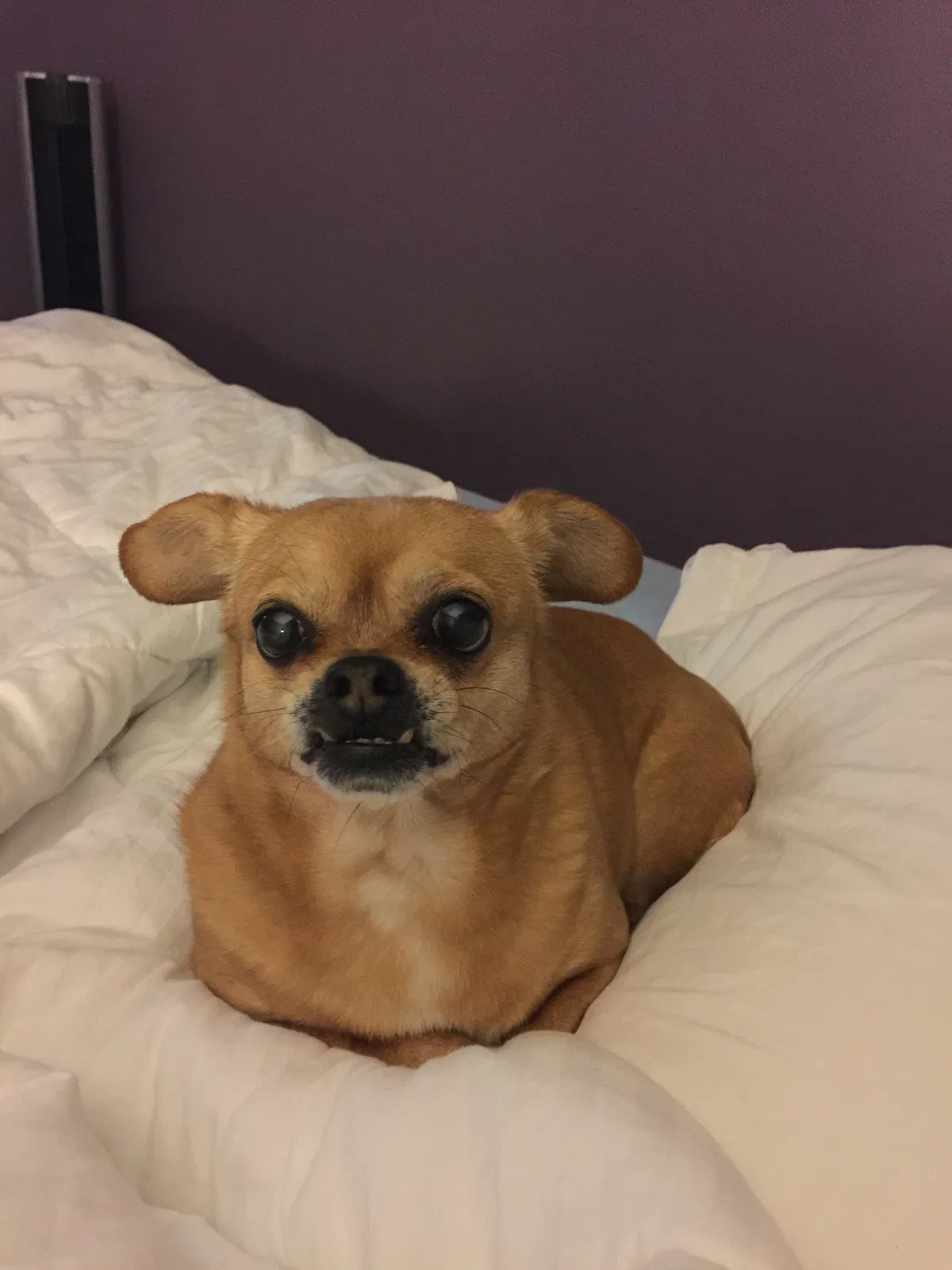 Lost dog in Fort Washington, MD, 20744