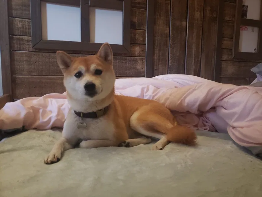 Lost dog in Coarsegold, CA, 93614