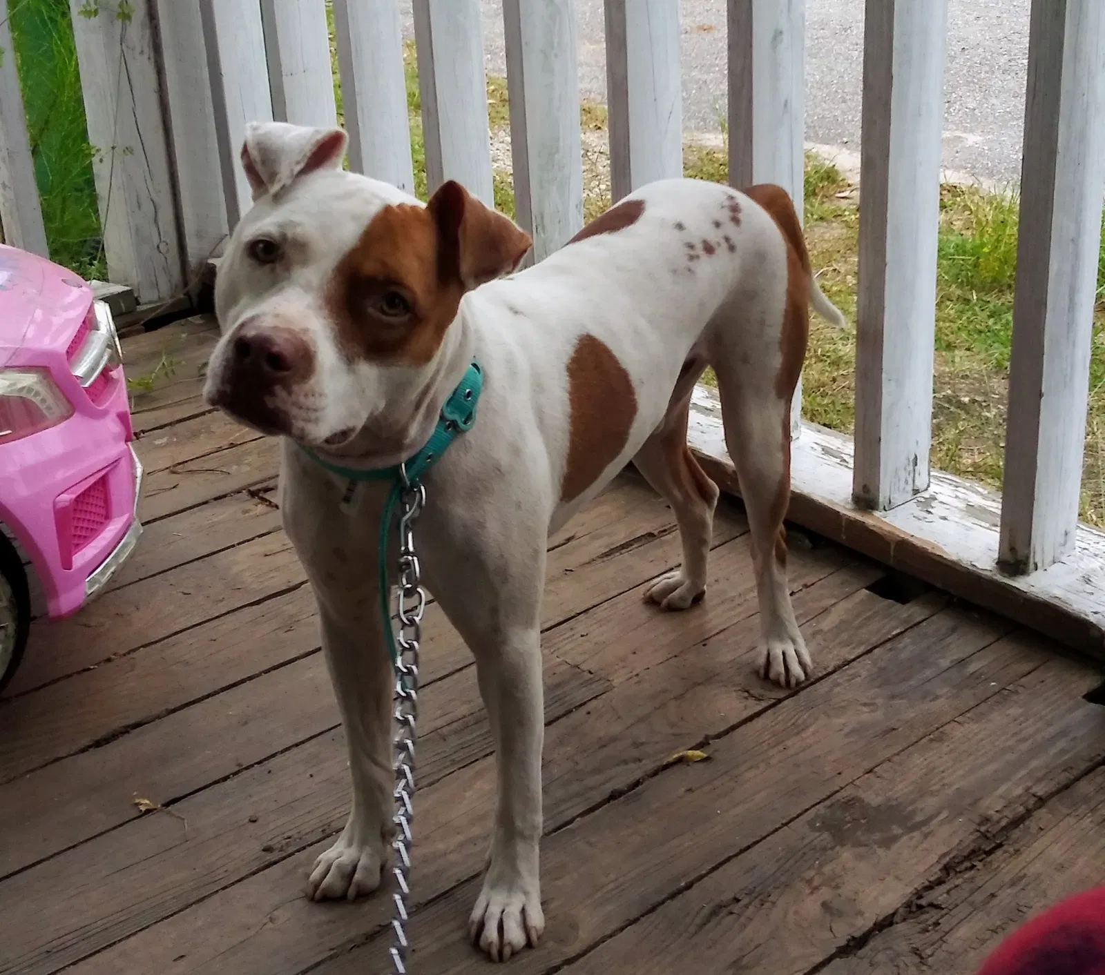 Lost dog in Saint Matthews, SC, 29135
