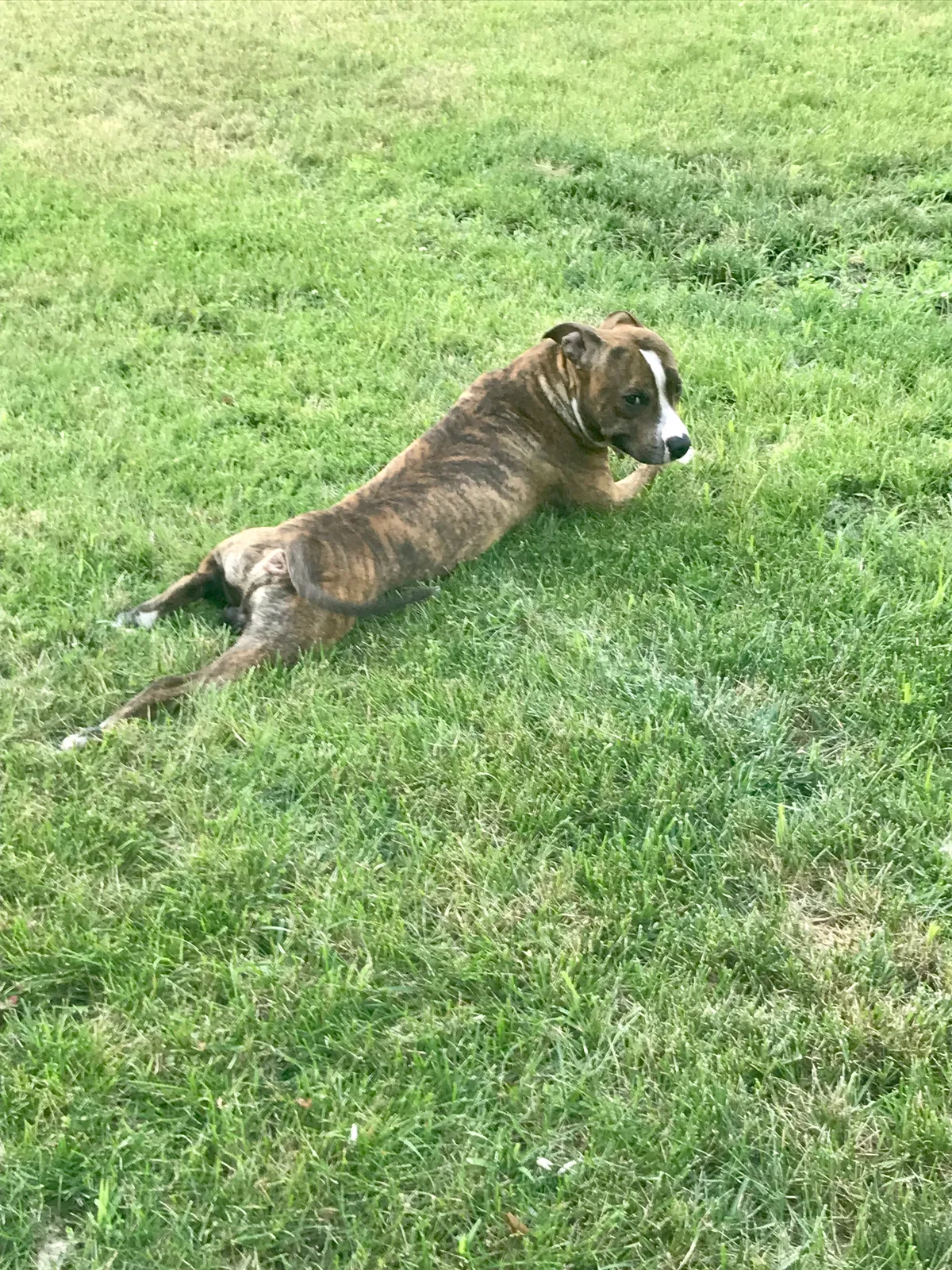 Lost dog in Bay Shore, NY, 11706