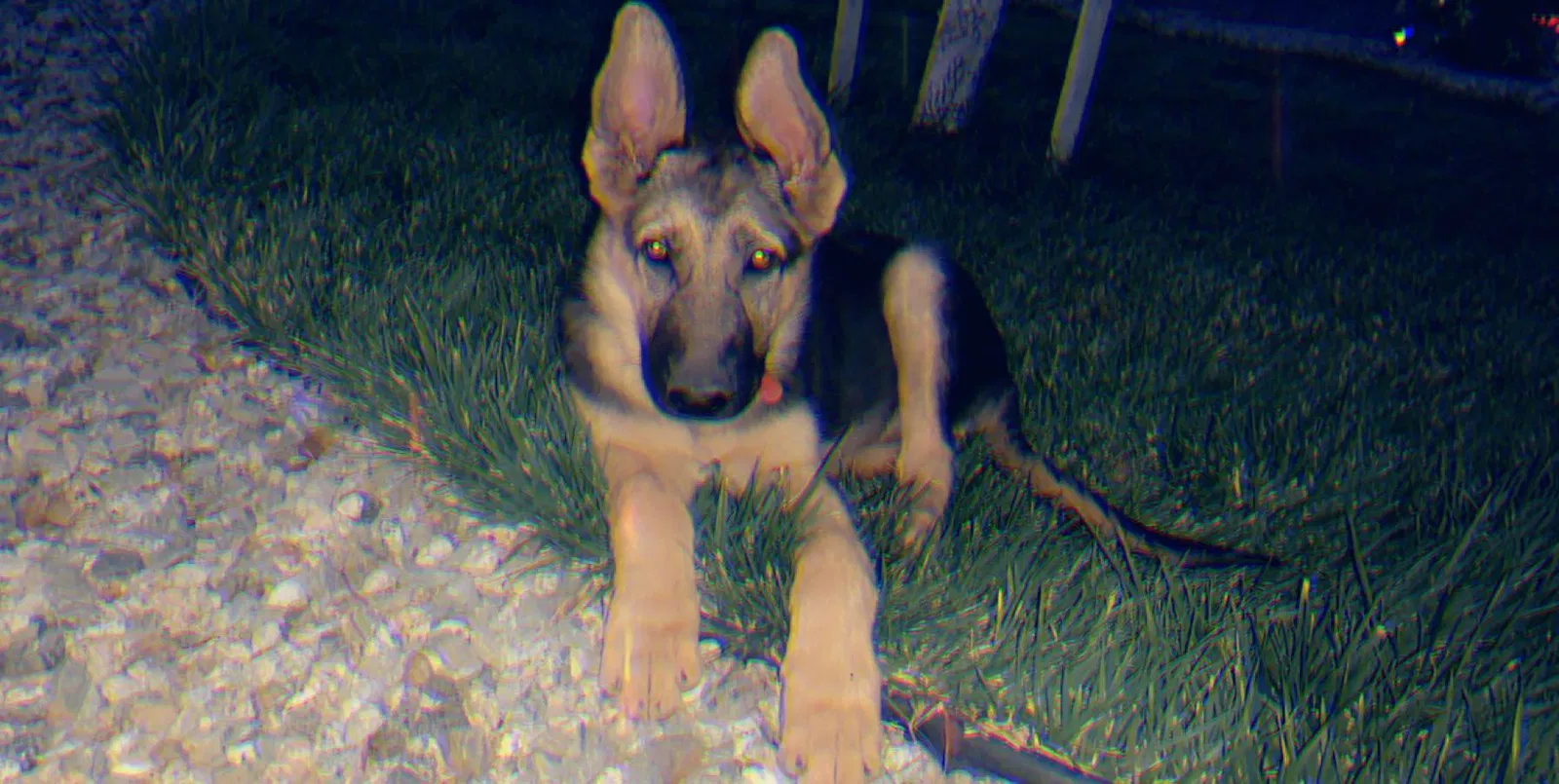 Lost dog in Hesperia, CA, 92345