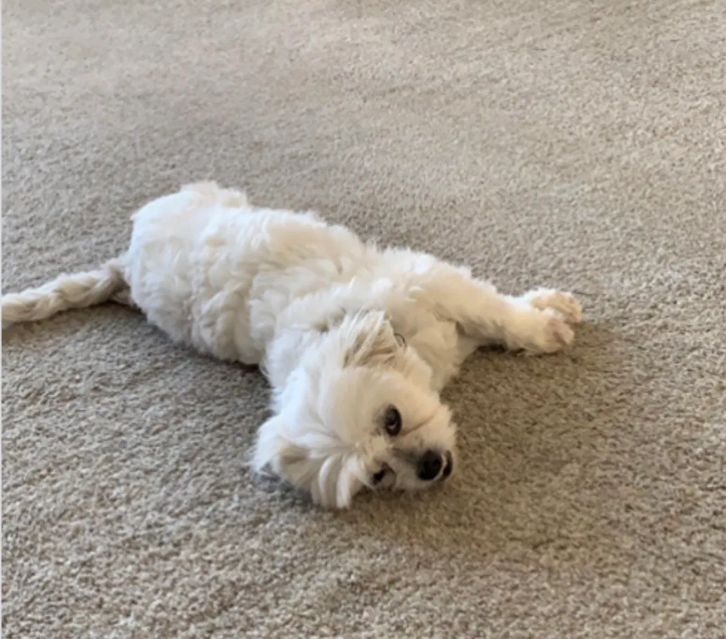 Lost dog in Yerington, NV, 89447