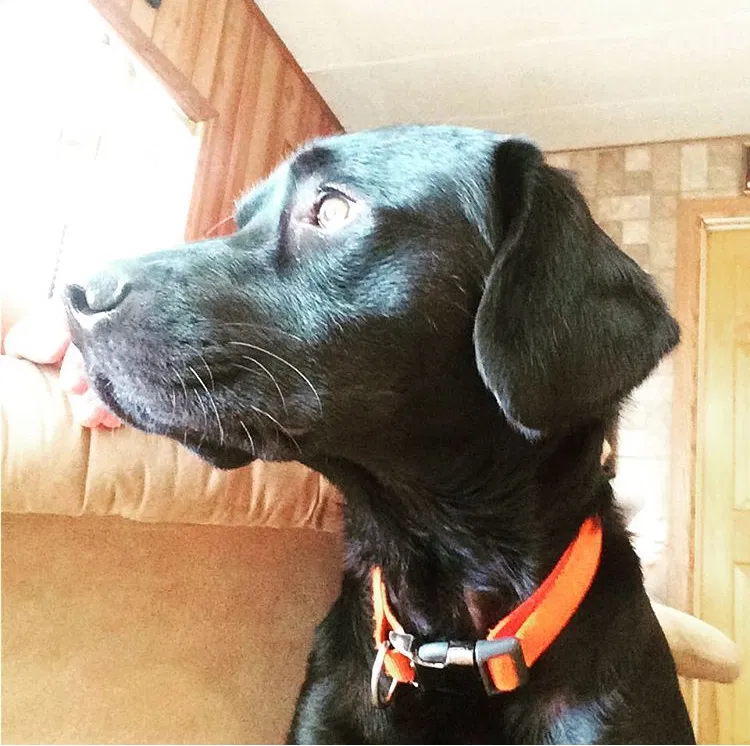 Lost dog in Heiskell, TN, 37754