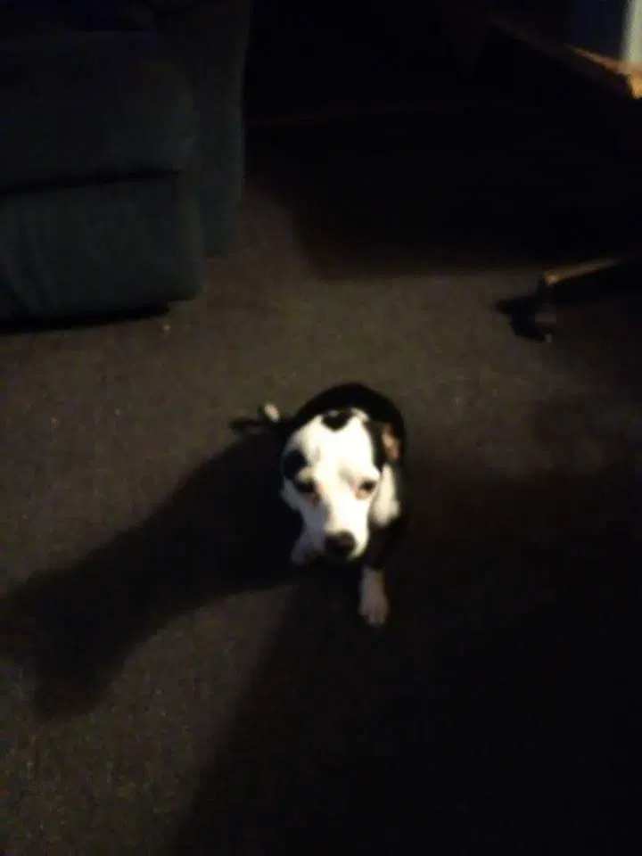 Lost dog in Mansfield, OH, 44902