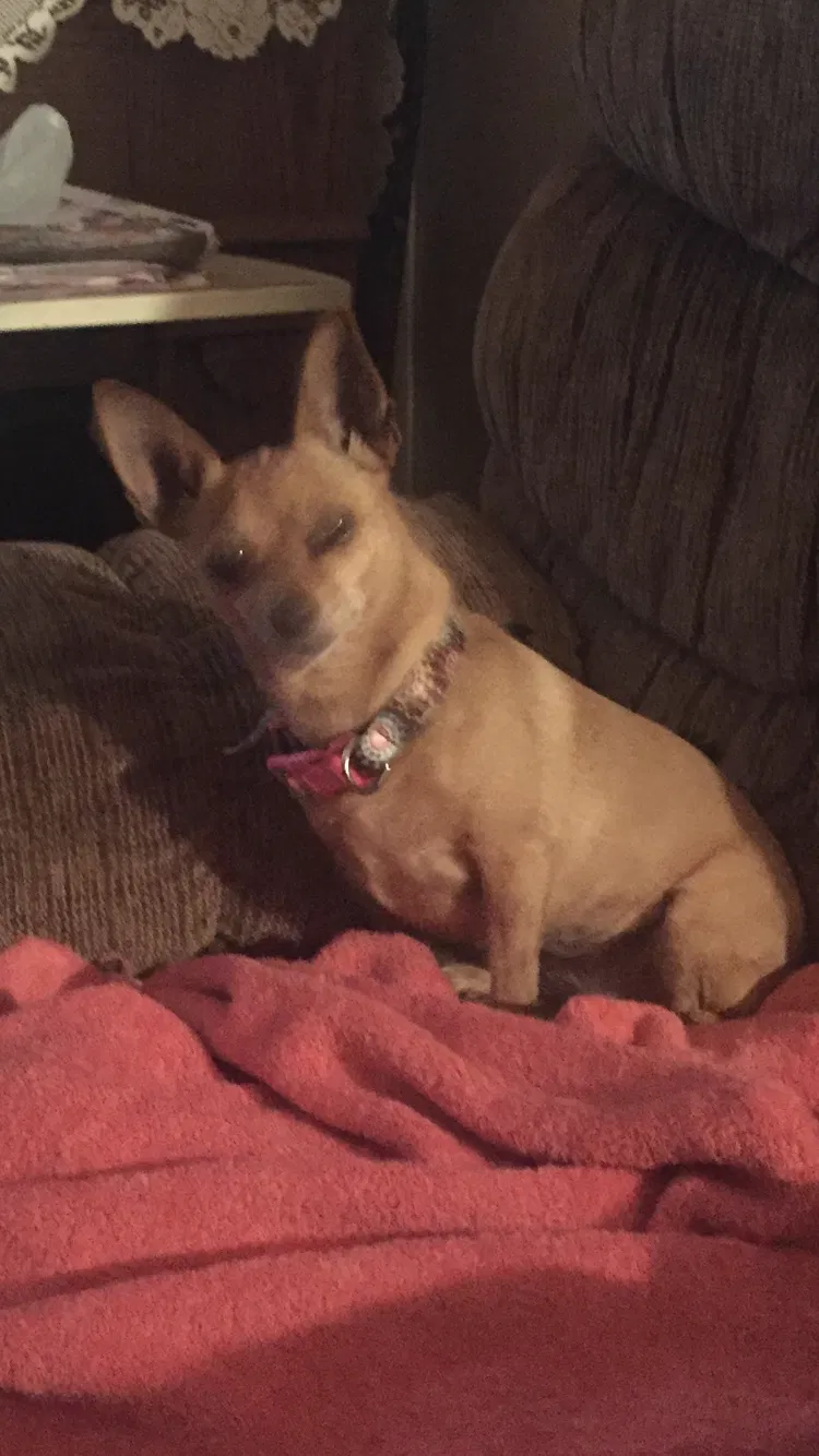 Lost dog in Des Moines, IA, 50316