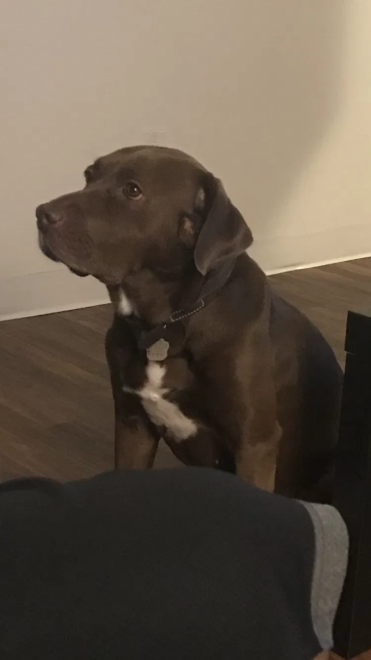 Lost dog in Portland, OR, 97220