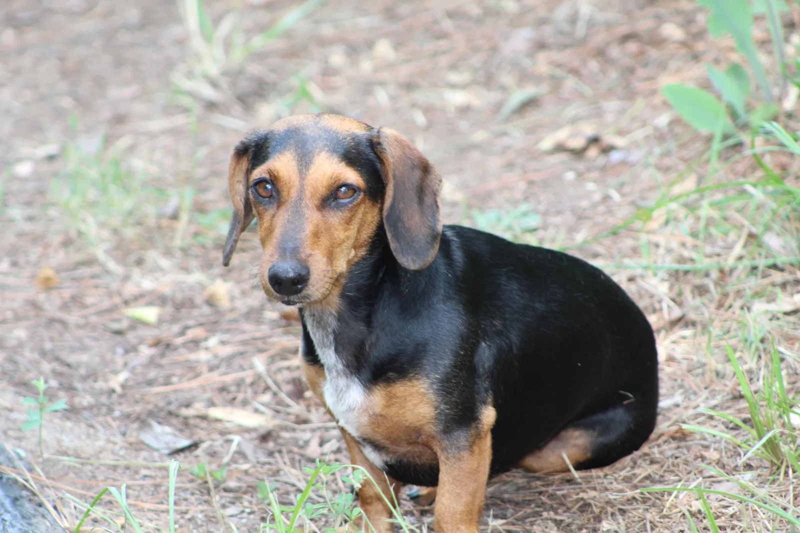 Lost dog in Gilbert, SC, 29054