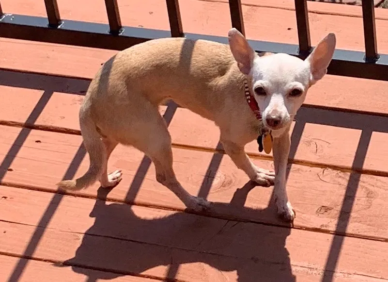 Lost dog in Riverside, CA, 92503