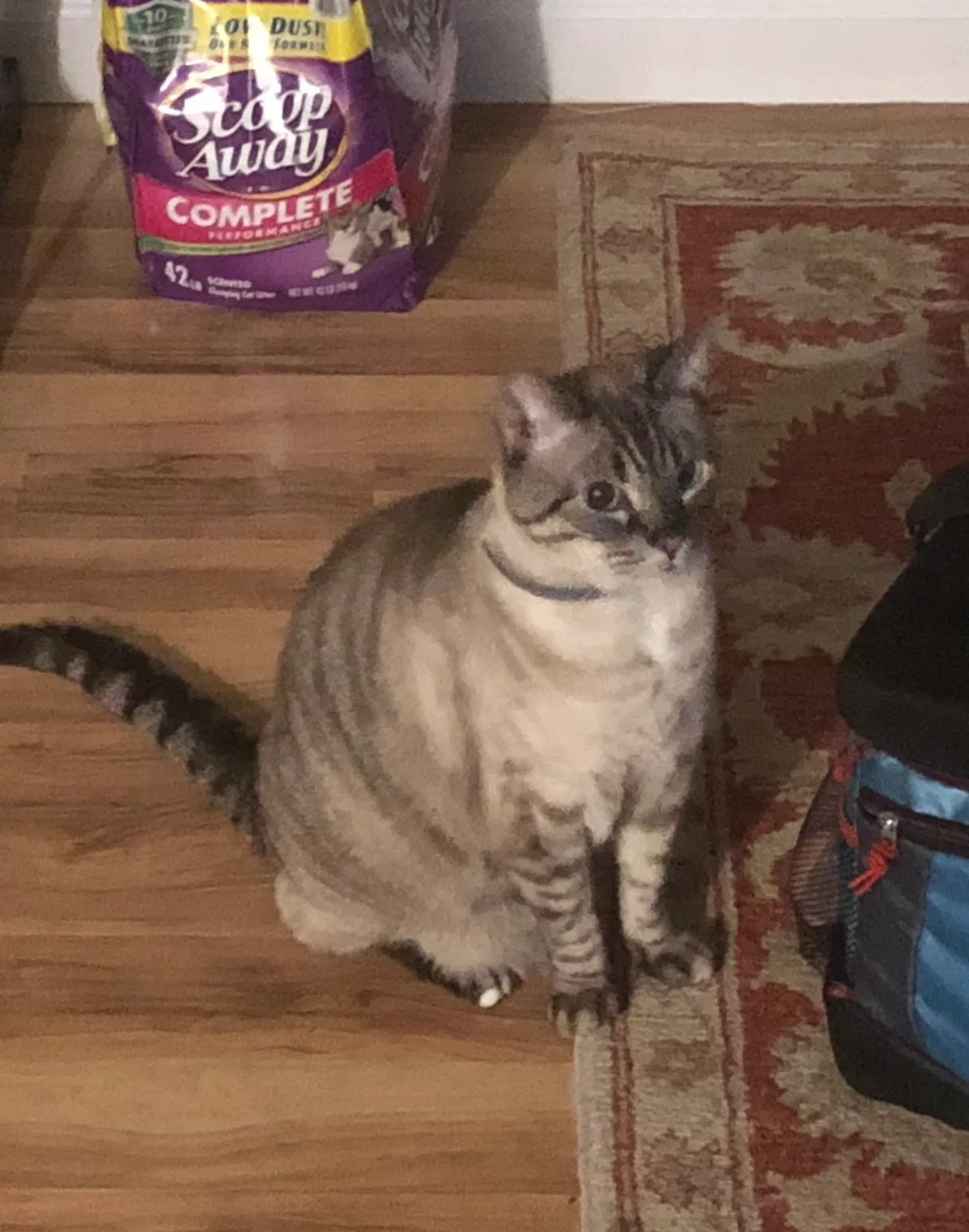 Lost cat in West Sacramento, CA, 95691