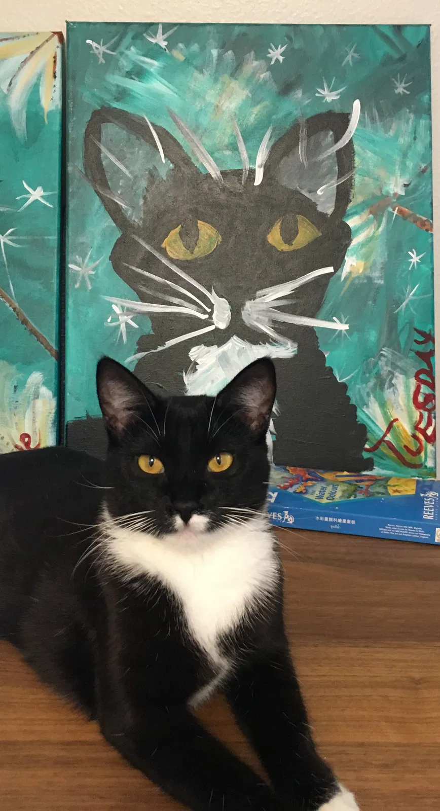 Lost cat in Denver, CO, 80234