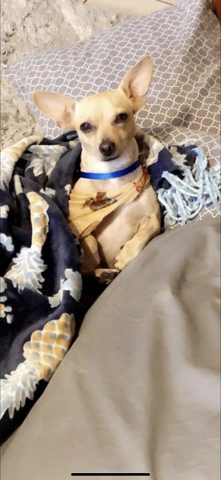Lost dog in Pharr, TX, 78577