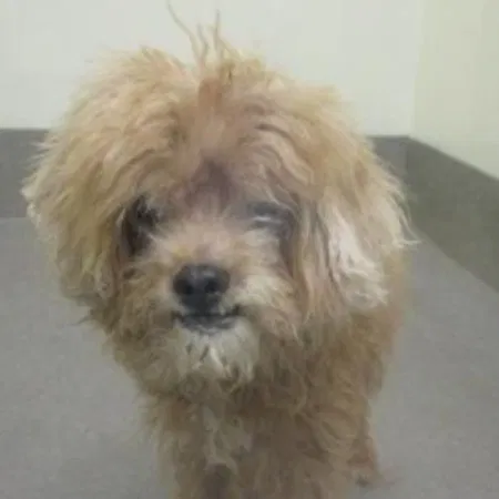 Found dog in Everett, WA, 98208