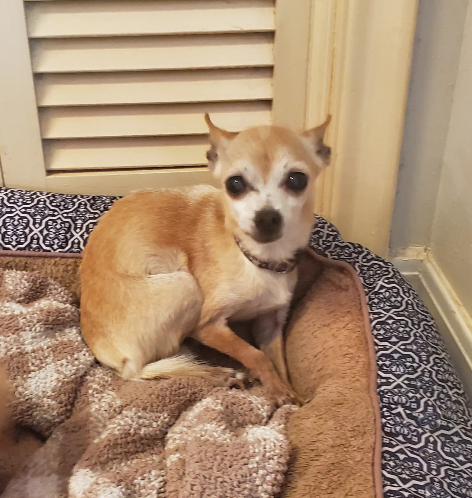 Lost dog in El Paso, TX, 79912