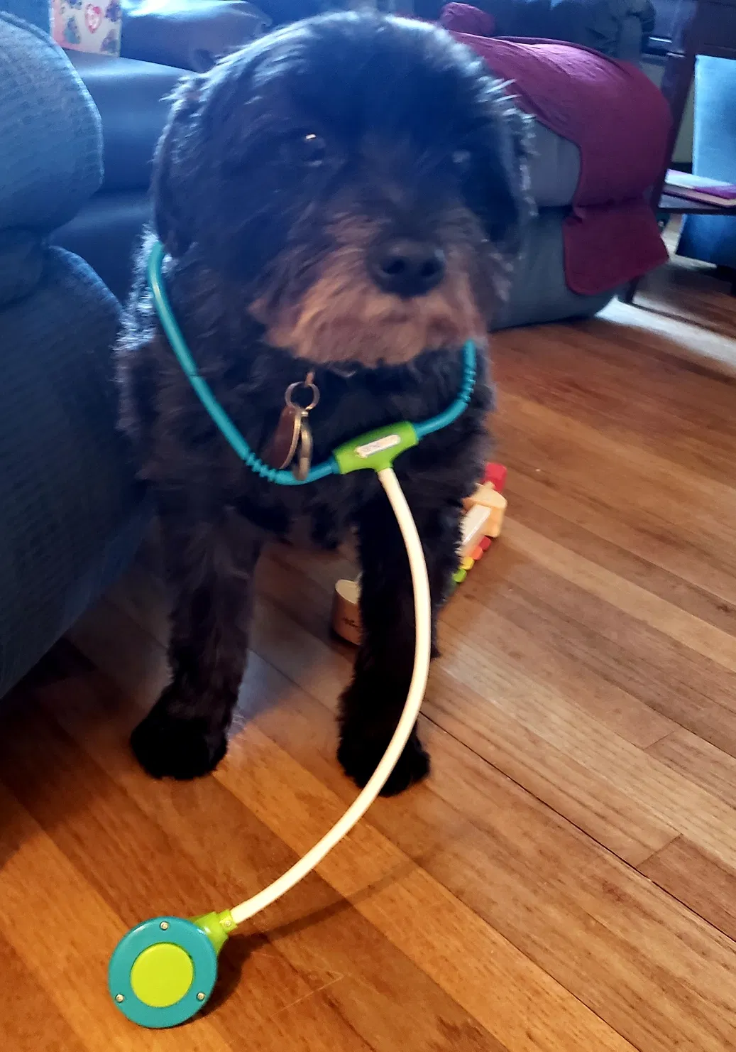 Lost dog in Louisville, KY, 40291