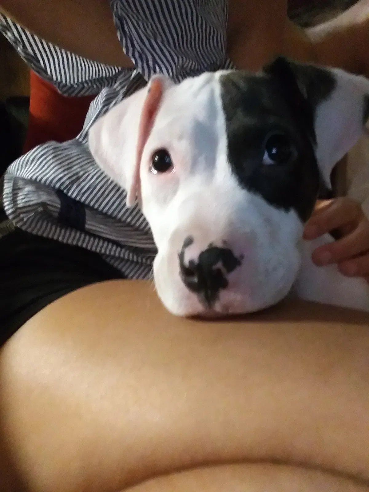 Lost dog in Louisville, KY, 40214