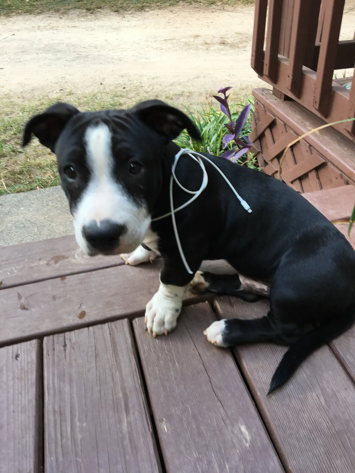 Lost dog in Griffin, GA, 30224
