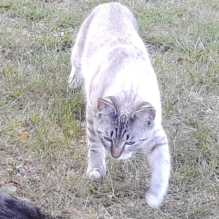 Lost cat in Amboy, WA, 98601