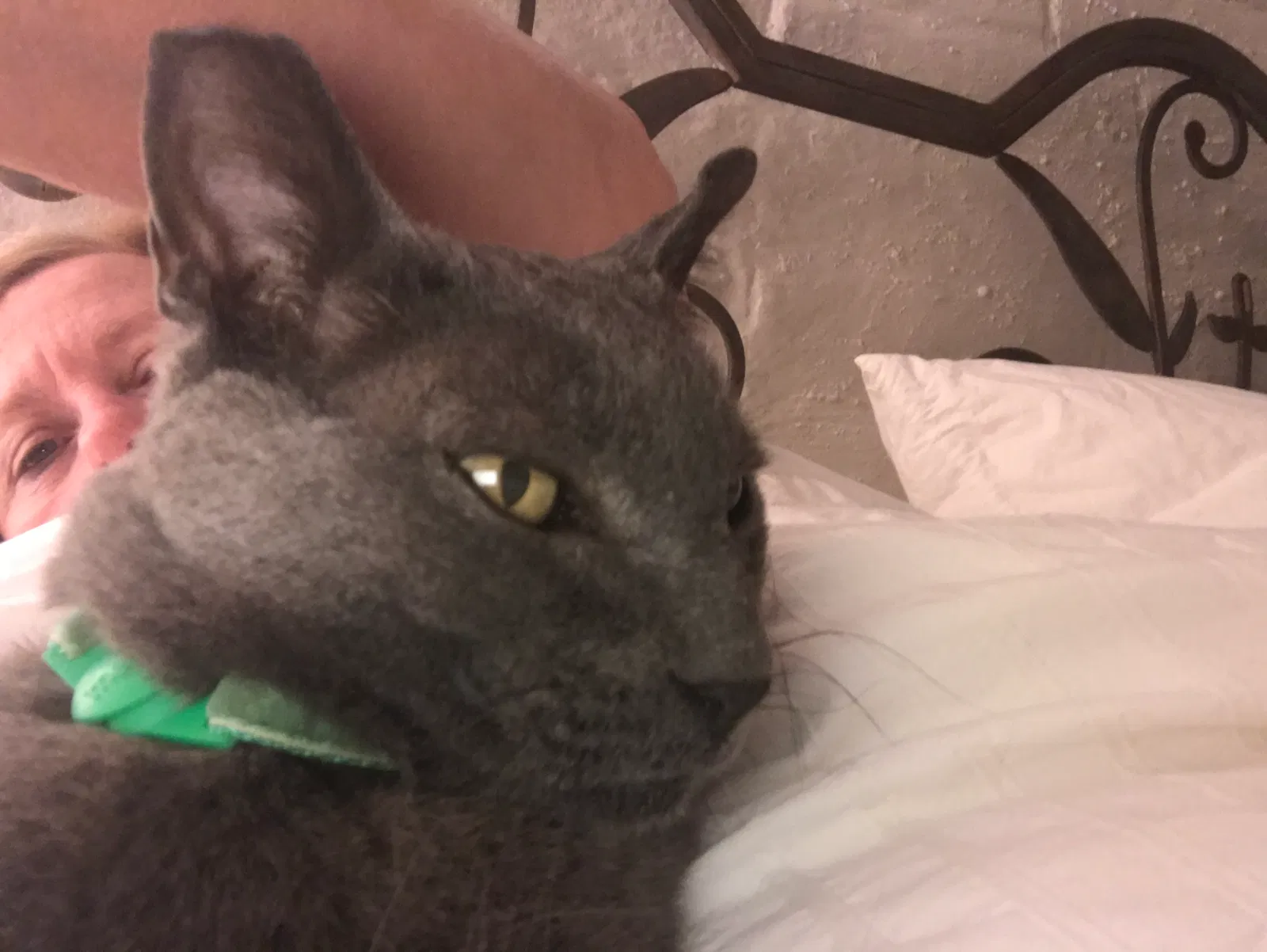 Lost cat in El Paso, TX, 79902